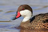 White-cheeked Pintail